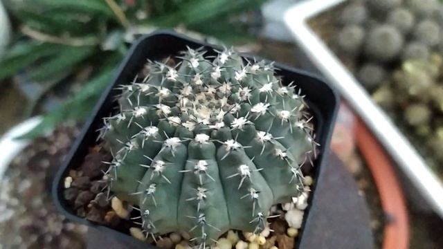 Gymnocalycium Cactus Reviews - Gymnocalycium stellatum Var. Minimum