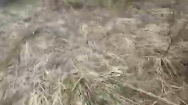 Дикий лук ( слизун) Риддер смотреть онлайн