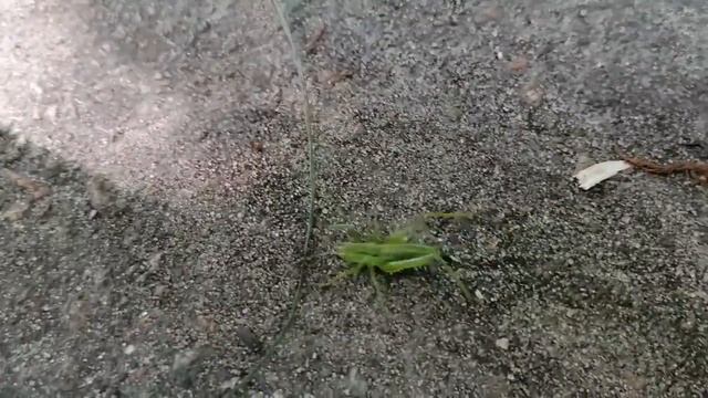 Enormous grasshopper / Гигантская саранча смотреть онлайн