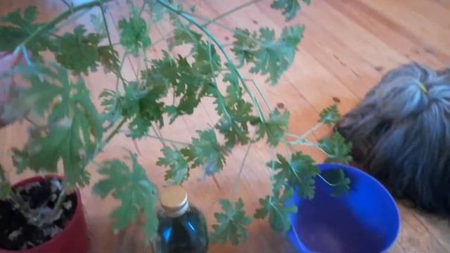 Drugie życie geranium смотреть онлайн