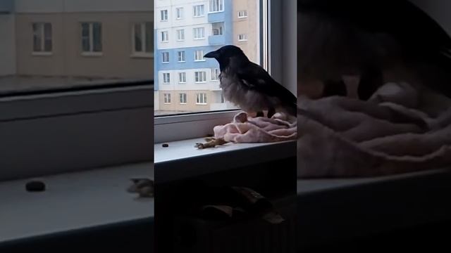 домашняя ворона "Карыч" каркает на окне смотреть онлайн