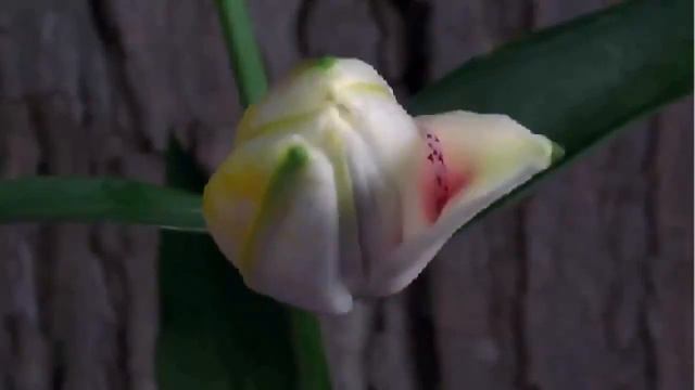 Цветы распускающиеся Футажи Скачать смотреть онлайн