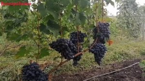 Виноград Кш.Сказка 2022г