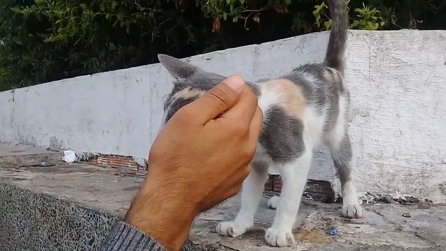 cats : An incredible beautiful American cat in Africa wants constant love смотреть онлайн
