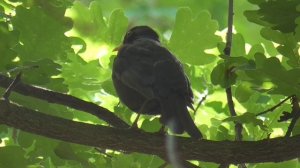 Черный дрозд приметы и суеверия