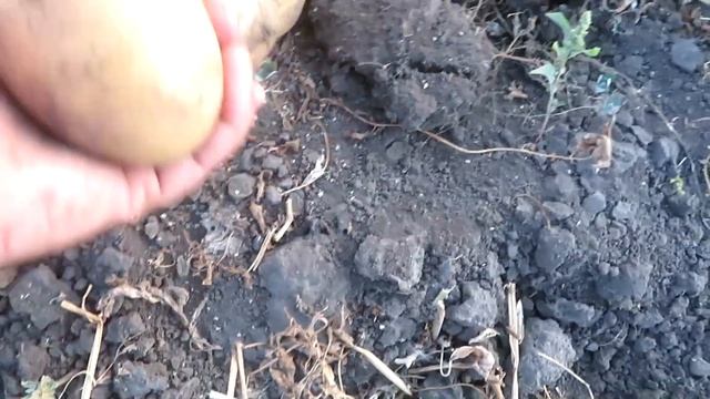 #98 Эксперимент!! УРОЖАЙ КАРТОФЕЛЯ с 10-ти картофелин. смотреть онлайн