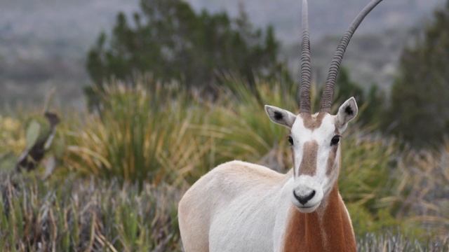 Государство Оман. Интересные факты, тайны, рекомендации // Oman. Interesting facts смотреть онлайн