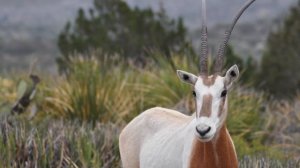 Государство Оман. Интересные факты, тайны, рекомендации // Oman. Interesting facts