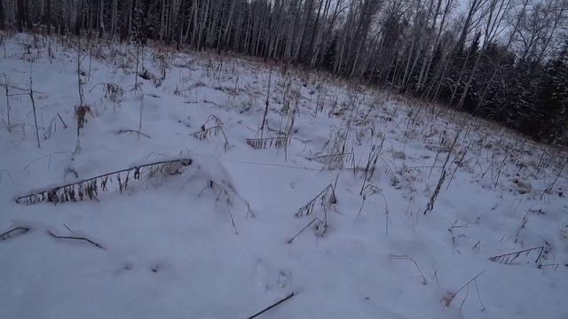 Охота на беляка. Один шанс из ста что будет добыт в таких дебрях смотреть онлайн