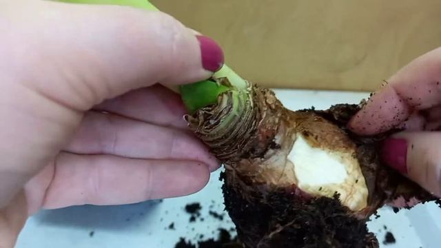 Купила цветущий гиппеаструм с гнилыми корнями. Нужна срочная пересадка. смотреть онлайн