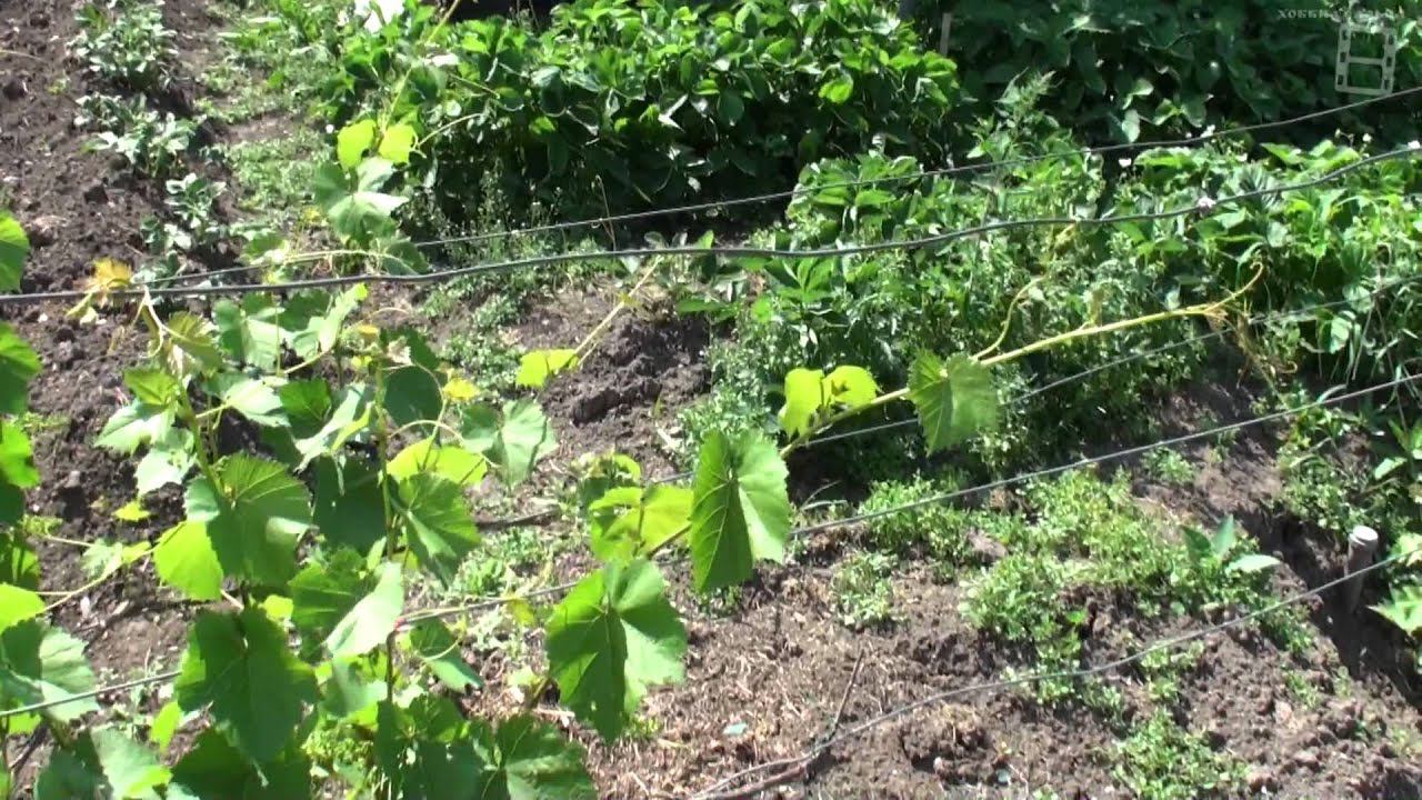 Виноградник на улице 23 06 2015 смотреть онлайн