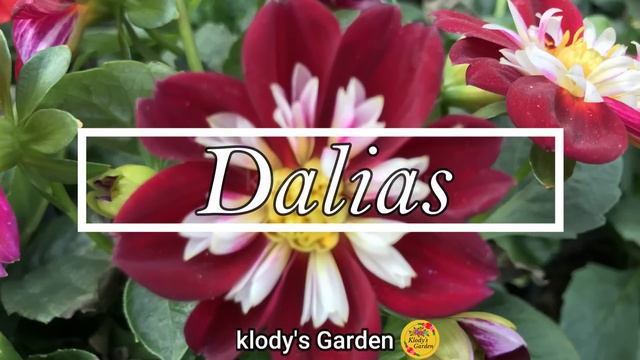 9 PLANTAS FACILES de CUIDAR para DISFRUTAR de un OTOÑO LLENO de COLOR. смотреть онлайн