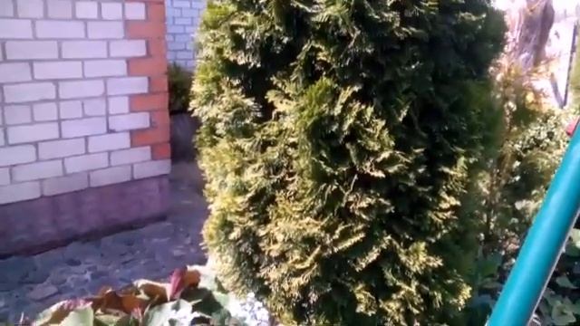 Цветение многолетников в мае смотреть онлайн