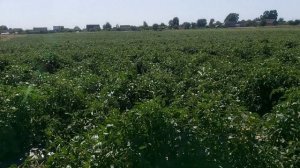 Грунтовый ПОМИДОР сорта ДИНО и СЕКРЕТЫ его выращивания