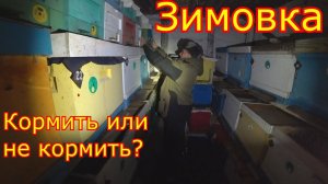 ЗИМОВКА ПЧЁЛ в СИБИРИ!!! ДАВАТЬ ли ДОТАЦИИ! МИНИ + в СИБИРИ
