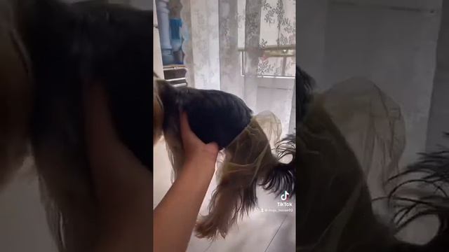 Как правильно ухаживать за Йорком￼ смотреть онлайн