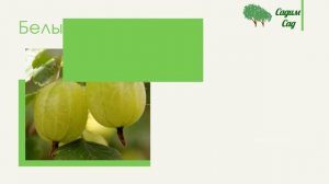 Крупные сорта крыжовника.  Удивительные ?сорта по 60 гр ягода!!!!?