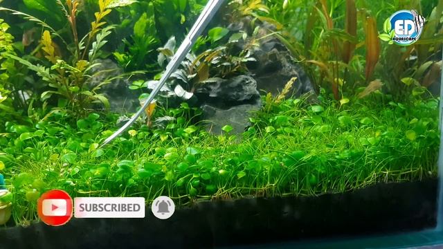 How to trim Marsilea hirsuta carpet смотреть онлайн