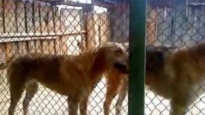 Русские гончие собаки видео