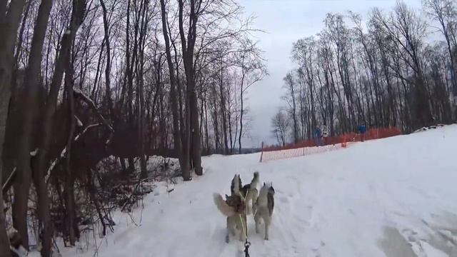 Гонка на собачих упражках Чемпионат Санкт-Петербурга 2016 смотреть онлайн