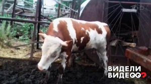 Танцующий бык. Видели видео? Фрагмент выпуска от 17.08.2018