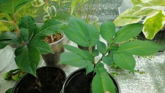 НОВЫЕ комнатные цветочки) Аморфофаллус, сансивьерия, глоксиния, педилантус, гастерия. смотреть онлайн