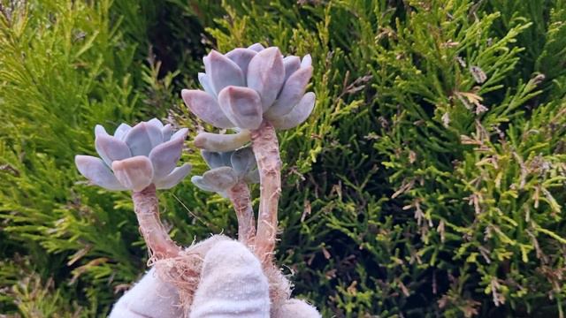 Echeveria Amor Fati смотреть онлайн