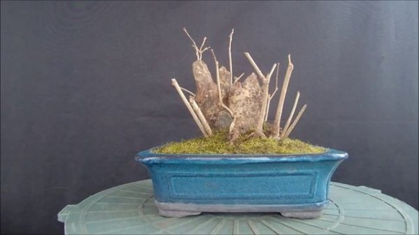 Бонсай новая посылка ямадори заготовки A new package of yamadori blanks for bonsai  зима 2022год