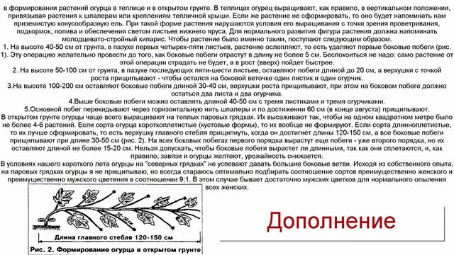 Огурец. Какие растения садить рядом с огурцом? смотреть онлайн