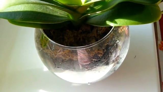 ✅ Орхидея в закрытой системе. Уход. Особенности полива смотреть онлайн