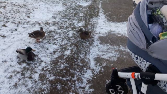 Уточки. Волжские/Люблинские пруды. 10.01.2018 смотреть онлайн