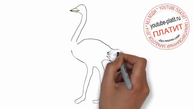 Как нарисовать птицу страуса поэтапно карандашом смотреть онлайн
