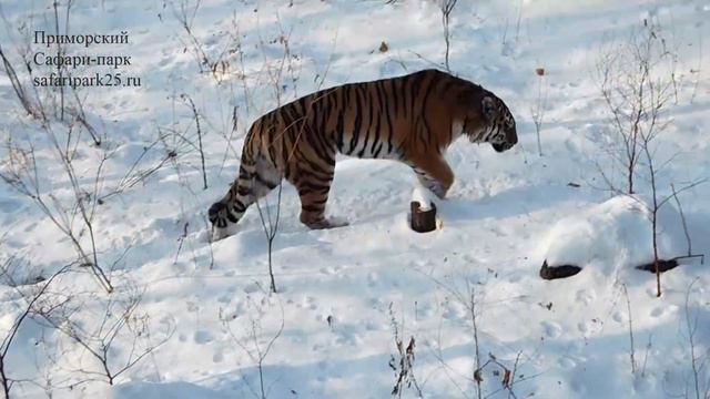 ТИГРИЦА ТАЙГА 16 декабря 2019г смотреть онлайн