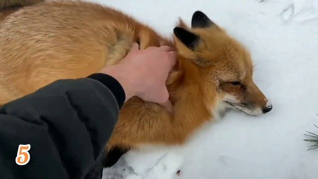 ЛИСЯО. Алиса - Лиса. Особая карточка от лисы по утрам