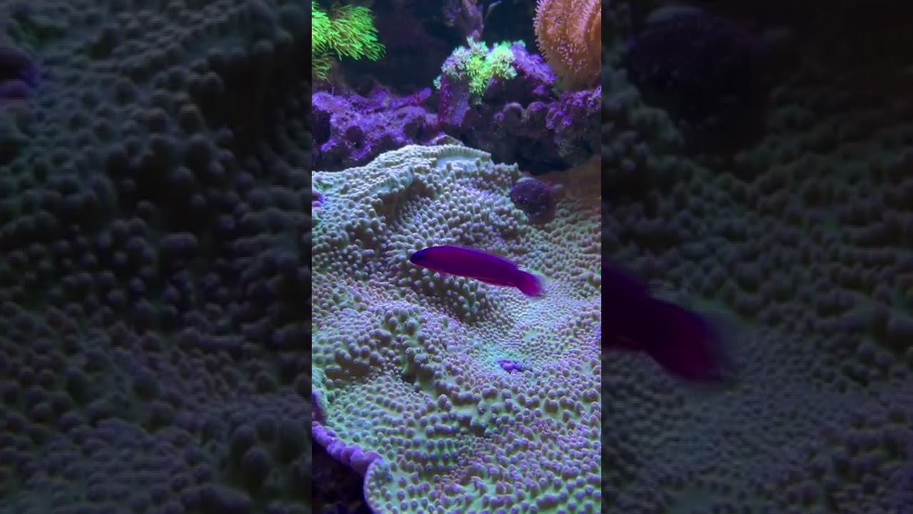 Эксклюзивный рифовый аквариум в салоне «Аква Лого» смотреть онлайн