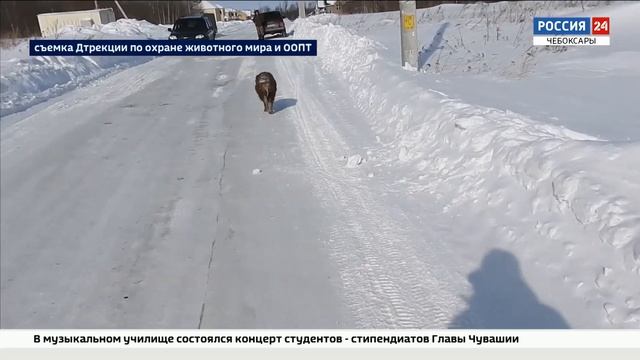 Кабанов, оккупировавших сарай в Чандрово, прогнали в лес смотреть онлайн