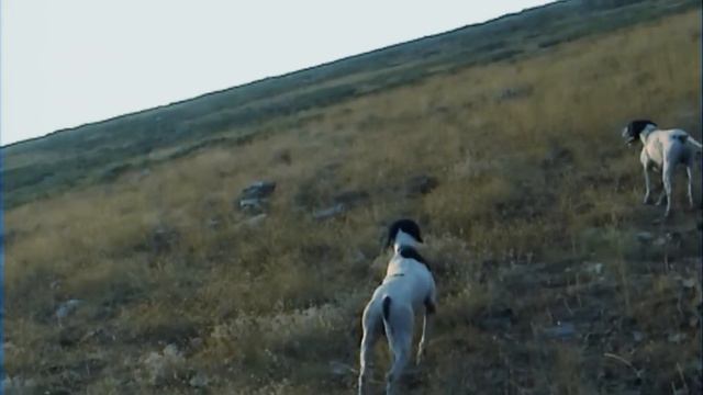 ΕΚΠΑΙΔΕΥΤΙΚΟ ΣΕ ΟΡΕΙΝΗ ΠΕΡΔΙΚΑ IVAN DIAS ROCK PARTRIDGE TRAINING смотреть онлайн