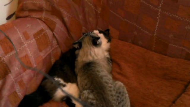 Неземная любовь двух КОТОВ смотреть онлайн