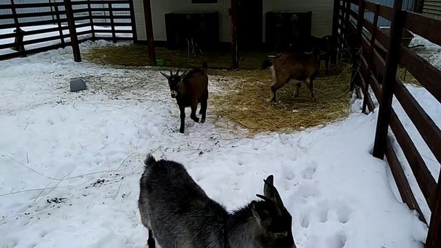 Козье молоко. Запах. Различия. смотреть онлайн