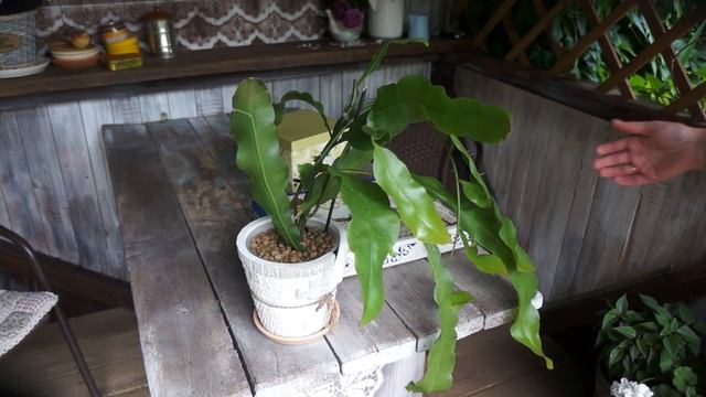 Подарки от Анки Калачик!:) + Садовая зарисовочка от 04.07.18. смотреть онлайн