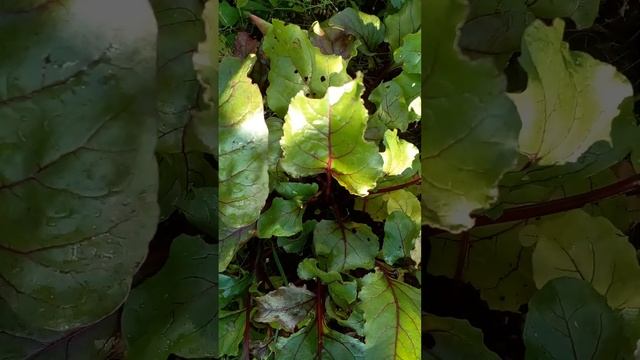 ? Конец лета -- а свекла БОЛЕЕТ?! Бежим лечить ‼ Чем? Как? Когда?? ? смотреть онлайн