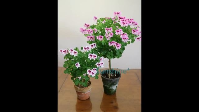 Angel eyes Pelargonium Quantock Kirsty 콴탁 커스티 смотреть онлайн