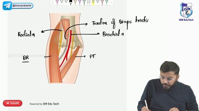 Anatomy of the Upper Limb ( Part - 3 ) : Fmge, Neet pg, NEXT and USMLE Step 1 смотреть онлайн