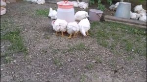 БРОЙЛЕРАМ  месяц! Рацион кормления из моего опыта!