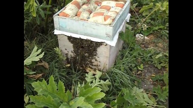 пчелы в августе выкучиваются из улья смотреть онлайн