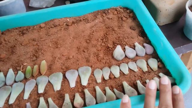 || LEAF PROPAGATION OF MULTIPLE VARIETIES IN SAME TRAY || смотреть онлайн