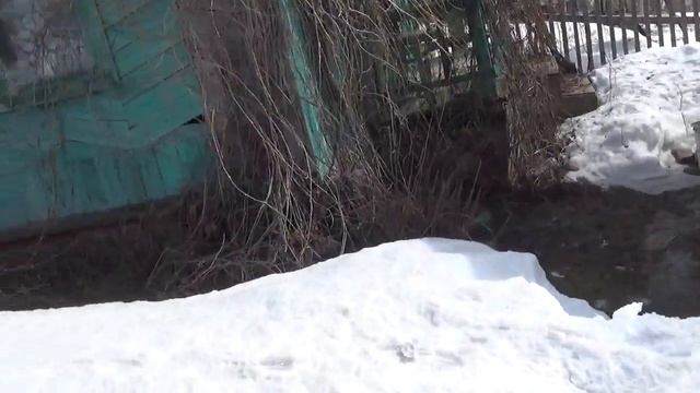 А мы опять были на даче ! Потихоньку сходит снег и выглядывают хвойники и кустарники ! смотреть онлайн