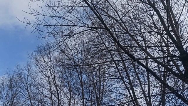 25 апреля народный праздник День Василия. Народные приметы и традиции. Запреты дня. смотреть онлайн