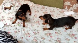 ТАКСА ^ ТАКСЫ ^ ТАКСА ? ? ? Что лучше одной ТАКСЫ? Только три ТАКСЫ!