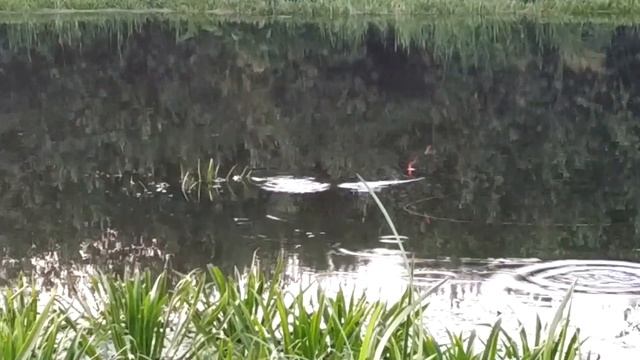 Прогноз клева рыбы на неделю с 12 по 25 Сентября Календарь клева рыбы Календарь рыбака на сентябрь смотреть онлайн